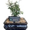 BONSAI COTONEASTER microphyllus 12CM - Image 2