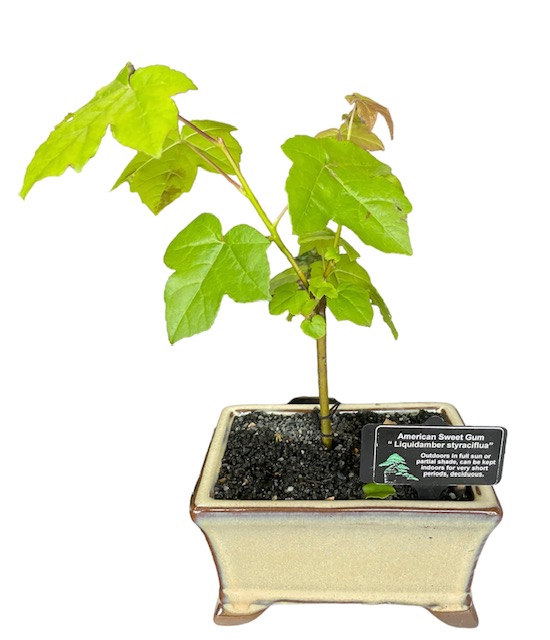 Bonsai Liquidamber Styraciflua American Sweet Gum 12cm | The Garden Feast
