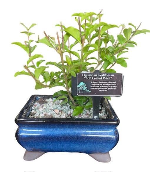 Bonsai Ligustrum Ovalifolium Soft Leafed Privit 12cm