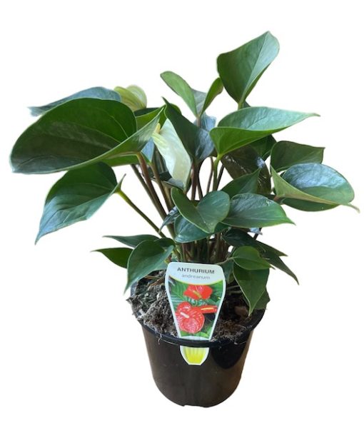 Anthurium Whispering Love 130mm