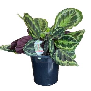 Calathea Medallion 250mm