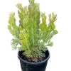 ADENANTHOS SILVER STREAK 140MM