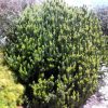 ADENANTHOS SILVER STREAK 140MM - Image 2