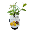 Psidium LEMON GUAVA ON THE TABLE 140MM - Image 2