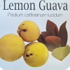 Psidium LEMON GUAVA ON THE TABLE 140MM - Image 3