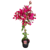 Bougainvillea Ruby 200mm