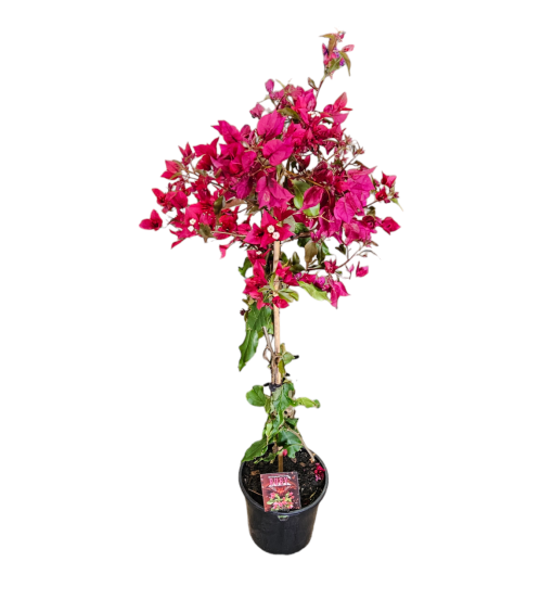 Bougainvillea Ruby 200mm | The Garden Feast