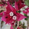 Bougainvillea Ruby 200mm - Image 2