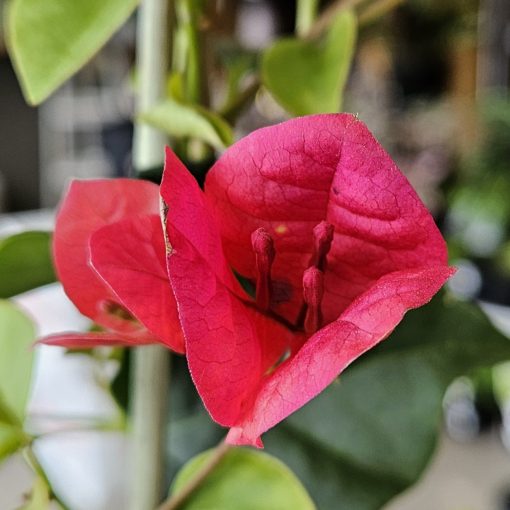 Bougainvillea San Diego Red 140mm