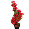 Bougainvillea Flame 140mm