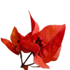 Bougainvillea Flame 140mm - Image 2