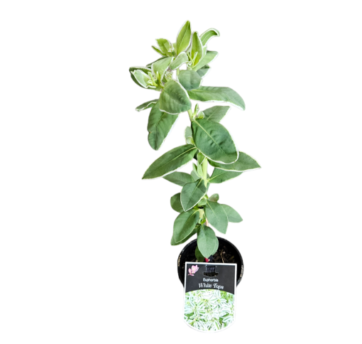 EUPHORBIA WHITE TOPS 140MM