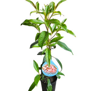 Luculia Early Dawn 140mm