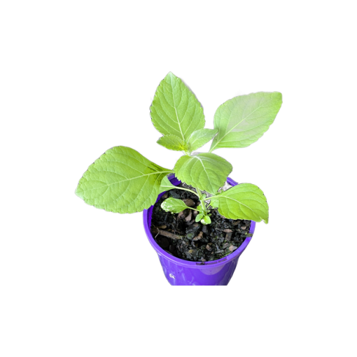 Tulsi Basil Vana