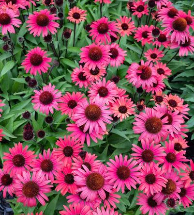 Echinacea Pomegranate Sunseekers 140mm | The Garden Feast