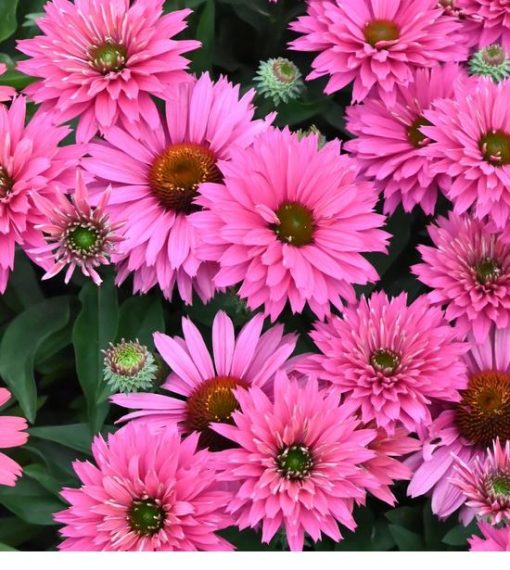 Echinacea Sweet Fuchsia Sunseekers 140mm | The Garden Feast