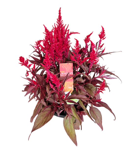 Celosia Dragons Breath 200mm