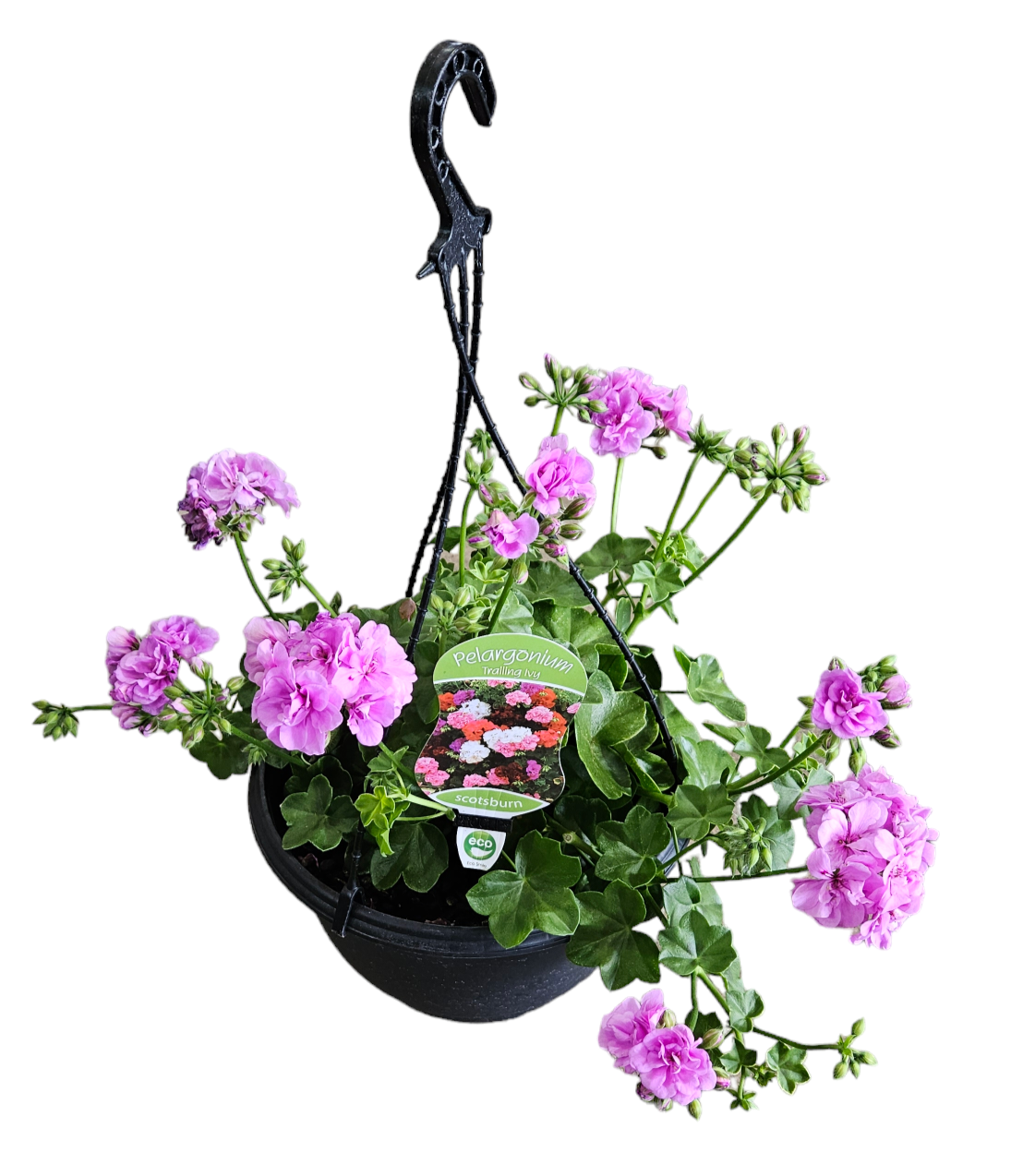 Pelargonium Ivy Lavender 270mm Hanging Basket | The Garden Feast