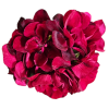 Pelargonium Ivy Merlot 270mm Hanging Basket