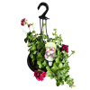 Pelargonium Ivy Merlot 270mm Hanging Basket - Image 2
