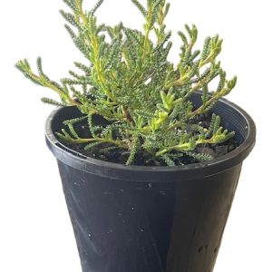 Olive Herb 140mm