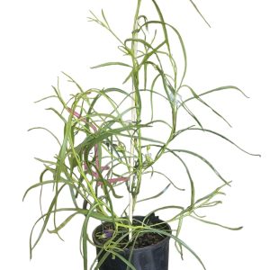 Eremophila Meringur Isaac 140mm