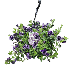 Petunia Blueberries & Cream Hanging Basket 270mm