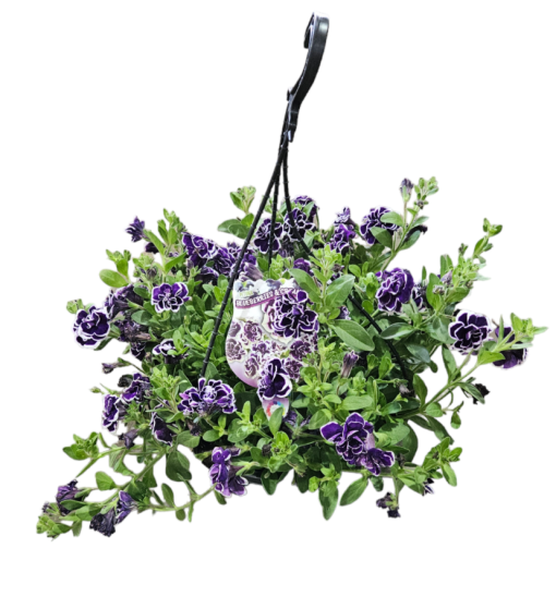 Petunia Blueberries & Cream Hanging Basket 270mm