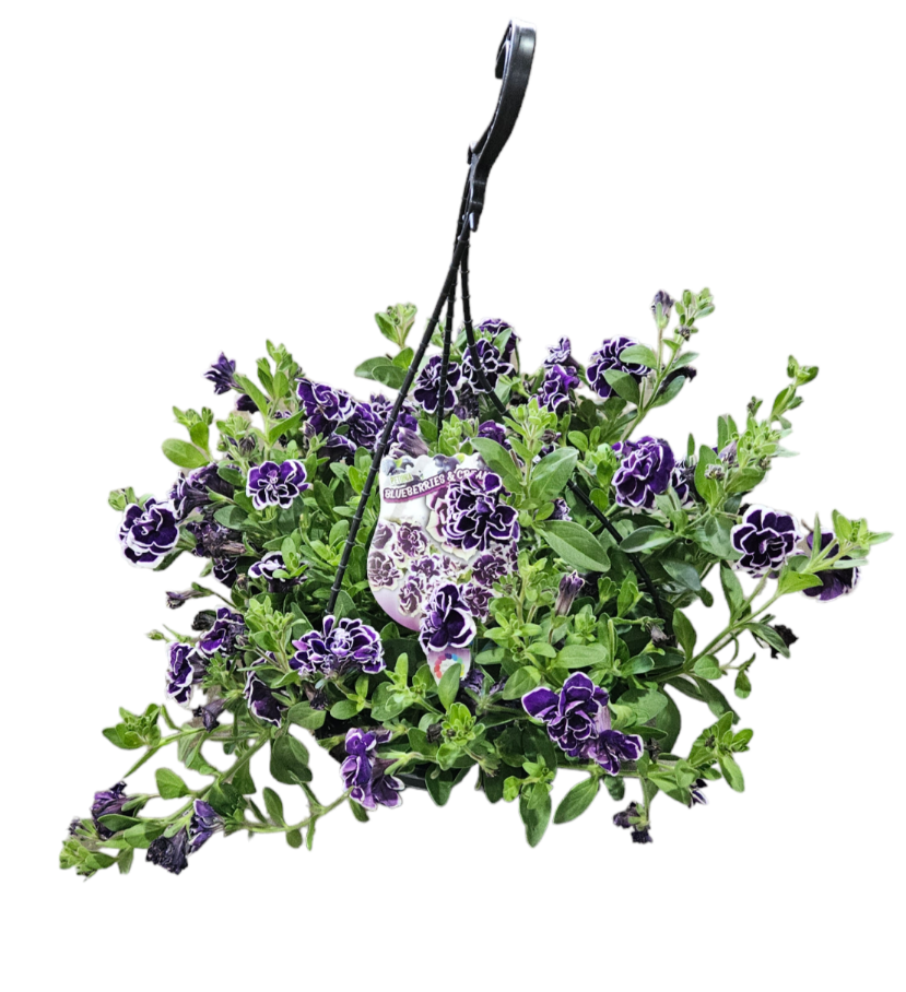 Petunia Blueberries & Cream Hanging Basket 270mm | The Garden Feast