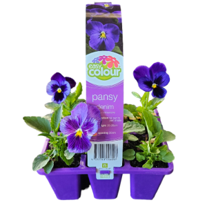 Easy Colour Pansy Denim