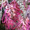 GREVILLEA BILLY BONKERS GRAFTED 300mm
