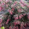 GREVILLEA BILLY BONKERS GRAFTED 300mm - Image 2