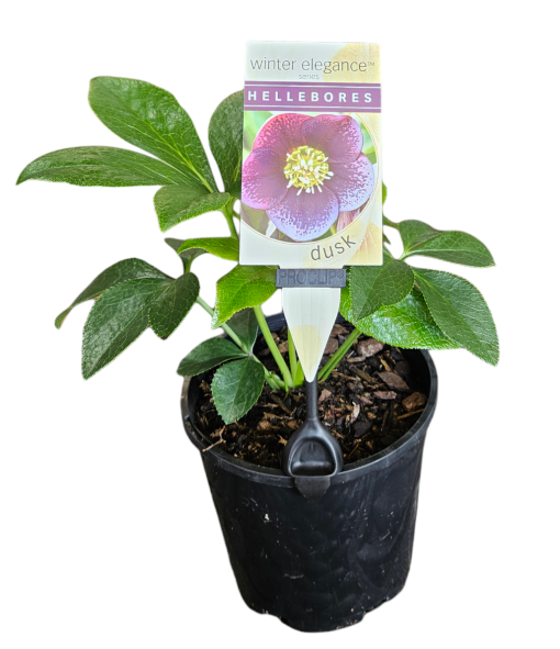 Helleborus Single Dusk 140mm