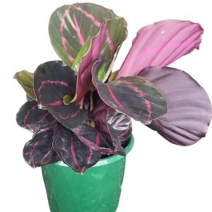 Calathea Roseopicta Dottie 130mm