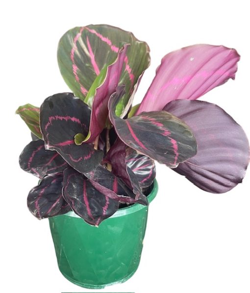 Calathea Roseopicta Dottie 130mm
