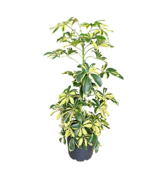 Schefflera arboricola Variegata Madam De Smet - Dwarf Umbrella Tree 200mm