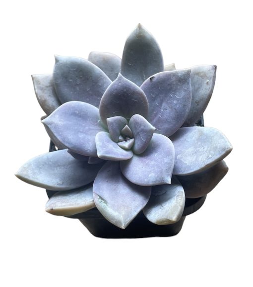 Graptopetalum Pentandrum Superbum 7cm