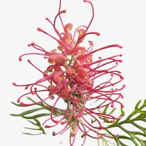 Grevillea Pink Profusion 200mm