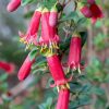 Correa Red Perfect Pollinator 140mm