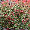 Correa Red Perfect Pollinator 140mm - Image 2