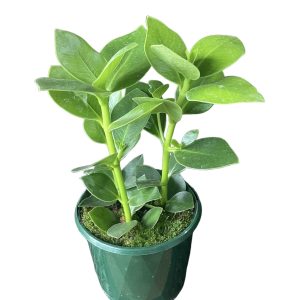 Clusia Rosea Princess 130mm