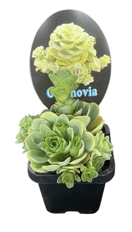 Aeonium Aureum Greenovia Aurea 7cm
