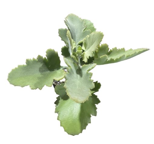 Kalanchoe Beharensis Oak Leaf 130mm
