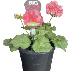 Geranium Big Salmon 200mm