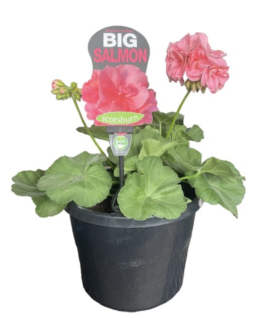 Geranium Big Salmon 200mm