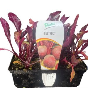 Beetroot Punnet