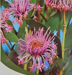Isopogon cuneatus 200mm