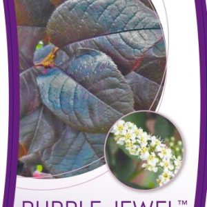 Prunus Purple Jewel