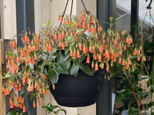 Kalanchoe Freedom Bells Basket 275mm