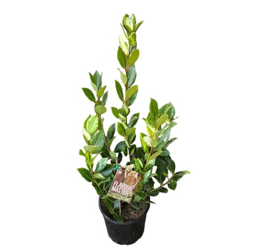 Laurus nobilis Flavour master 200mm